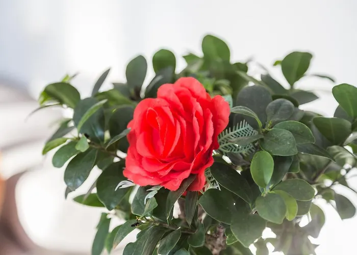 Camelia