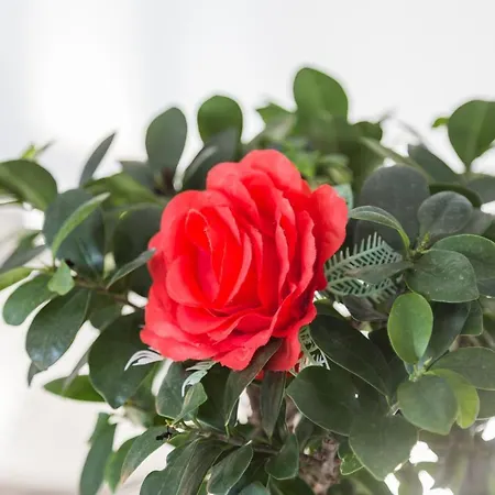 Camelia
