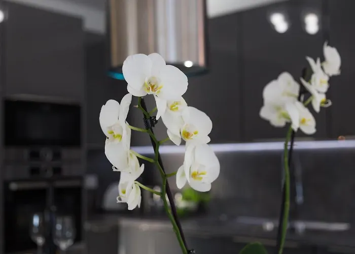 Villa Camelia Tar-Vabriga